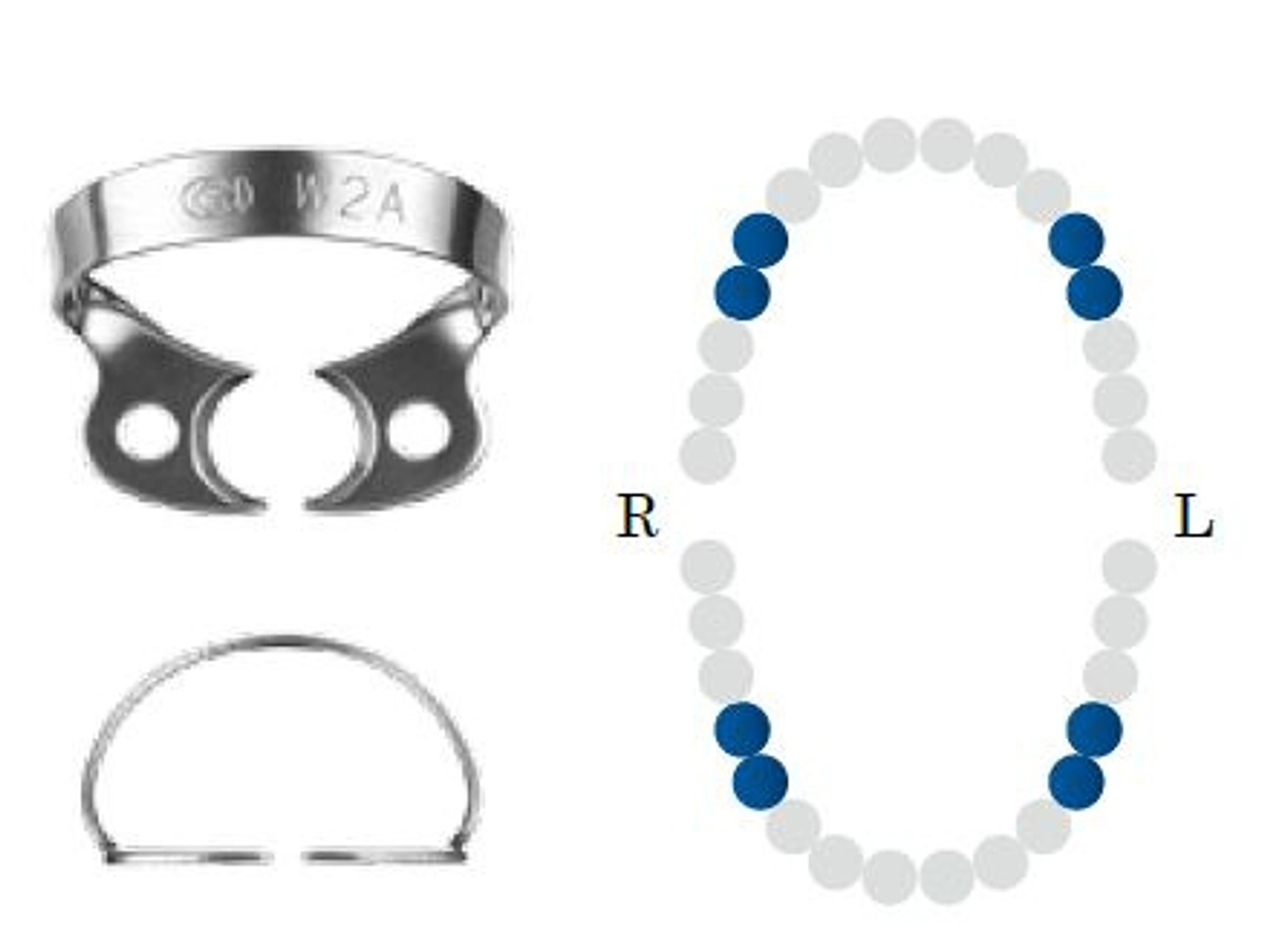 Koferdamo žiedas BF W2A black bicuspid DENTECH - oficiali Dentech produkto nuotrauka