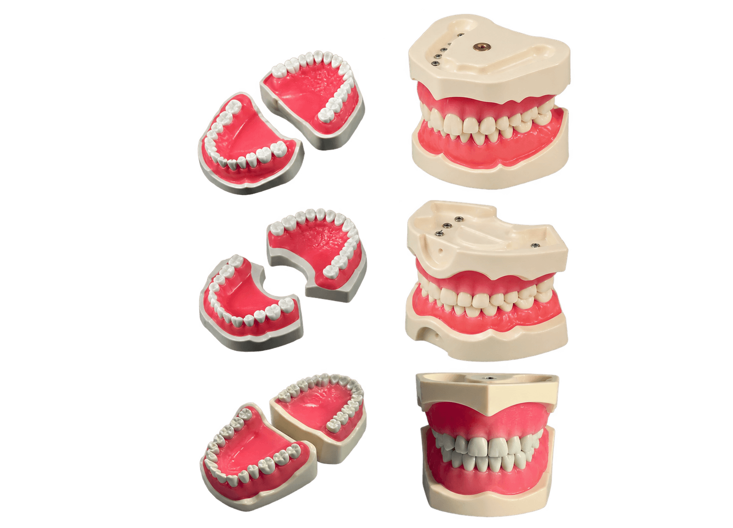 GF Dental odontologiniai mokymo modeliai