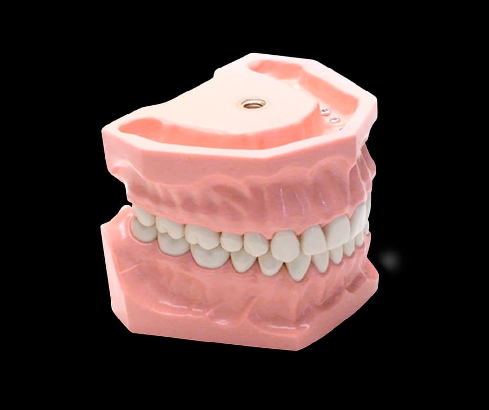 32 dantų modelis terapinės odontologijos praktikai - oficiali GF Dental produkto nuotrauka