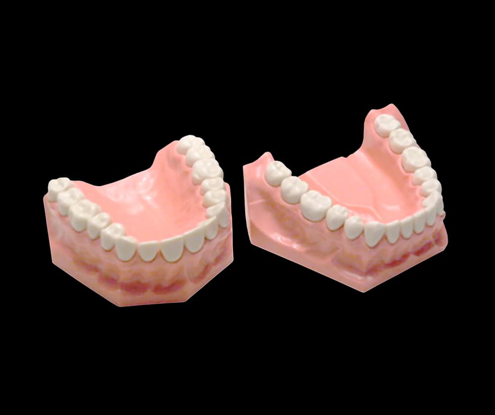 32 dantų modelis terapinės odontologijos praktikai - oficiali GF Dental produkto nuotrauka