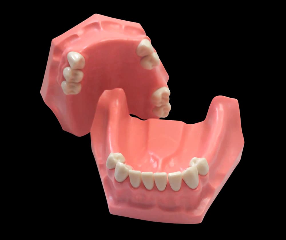 Dalinis modelis terapinei odontologijai ir protezavimui - oficiali GF Dental produkto nuotrauka