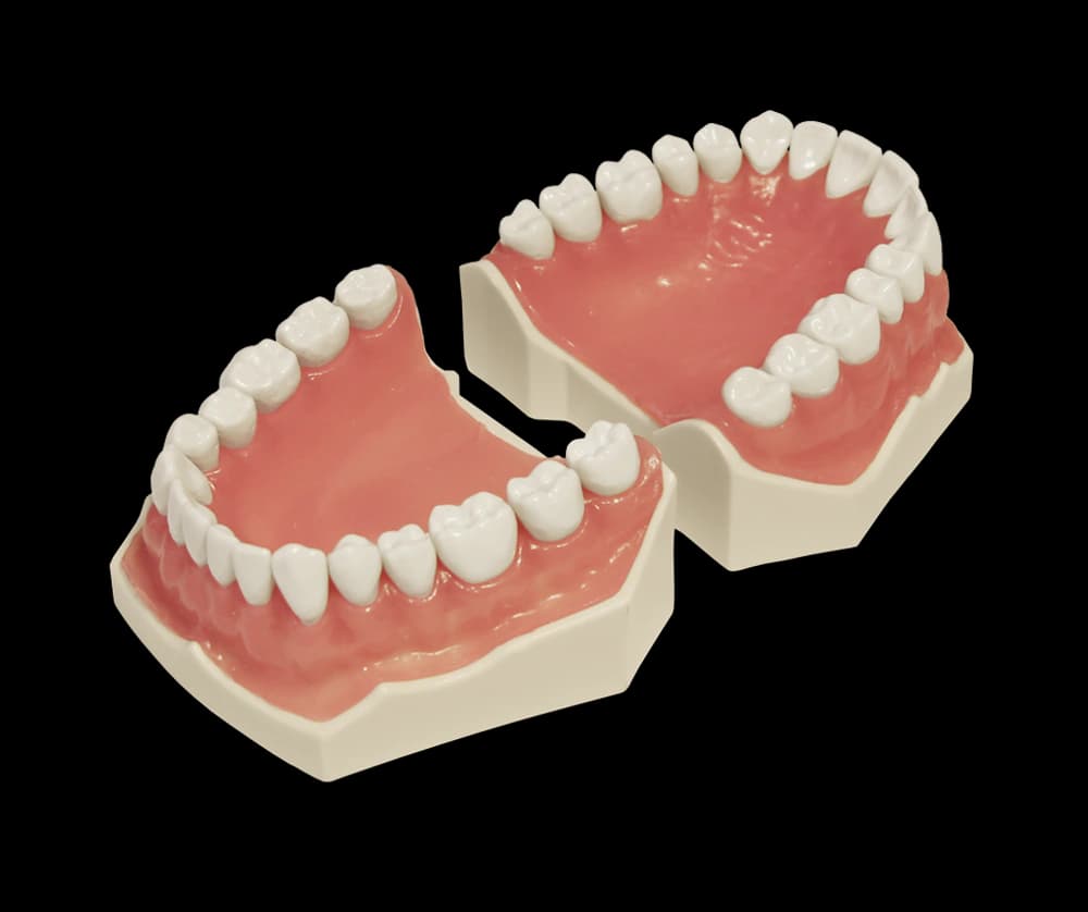 32 dantų modelis terapinei odontologijai ir protezavimui - oficiali GF Dental produkto nuotrauka