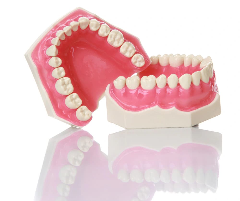 32 dantų modelis terapinei odontologijai ir protezavimui - oficiali GF Dental produkto nuotrauka