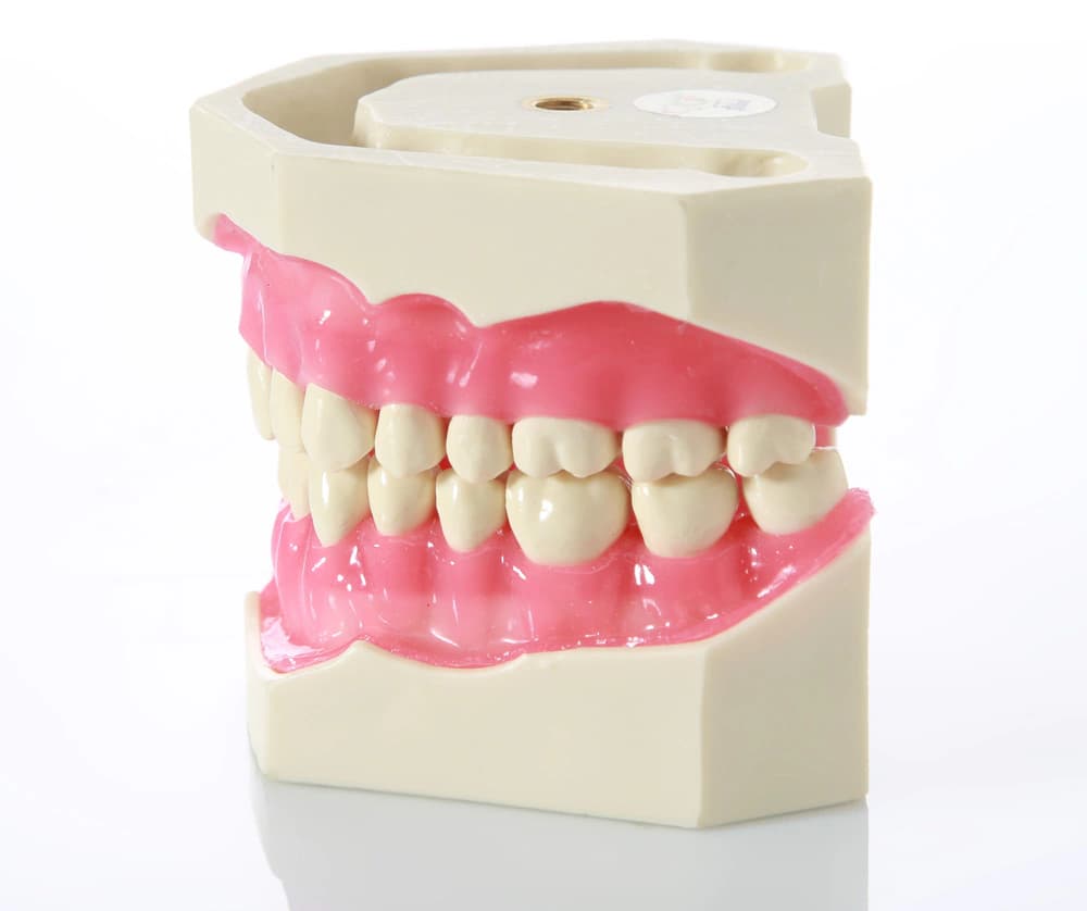 32 dantų modelis terapinei odontologijai ir protezavimui - oficiali GF Dental produkto nuotrauka