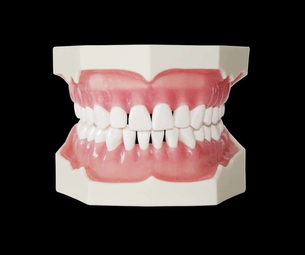 32 dantų modelis terapinei odontologijai ir protezavimui - oficiali GF Dental produkto nuotrauka