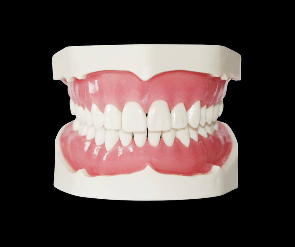 28 dantų modelis su prisukamais dantimis ir dantenomis - oficiali GF Dental produkto nuotrauka