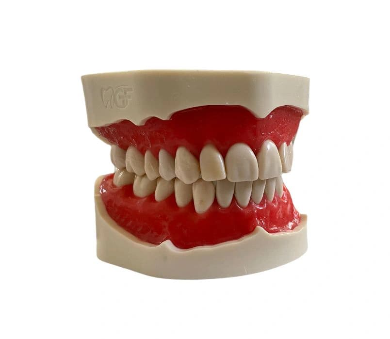 28 dantų modelis su prisukamais dantimis ir dantenomis - oficiali GF Dental produkto nuotrauka