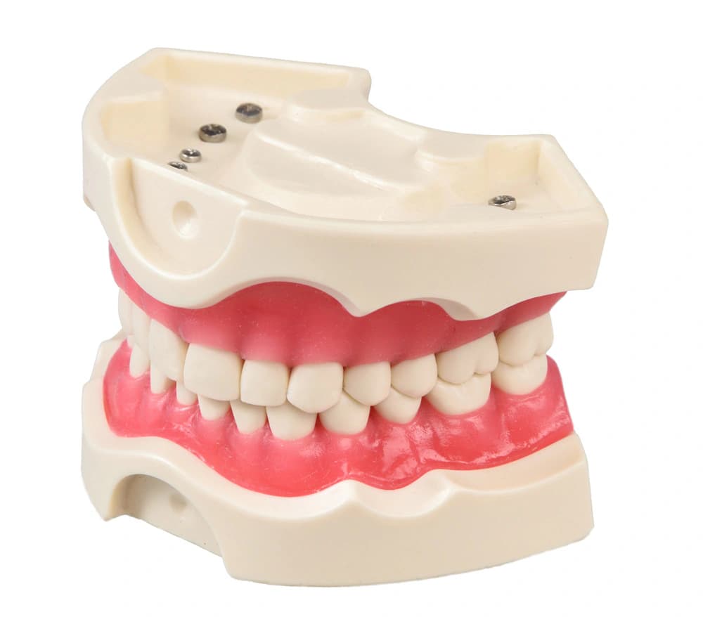 28 dantų kietos dervos modelis - oficiali GF Dental produkto nuotrauka
