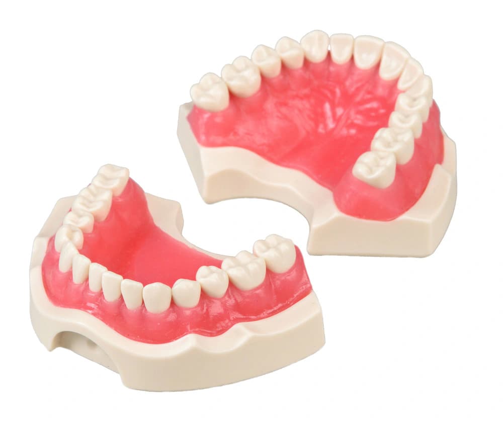 28 dantų kietos dervos modelis - oficiali GF Dental produkto nuotrauka