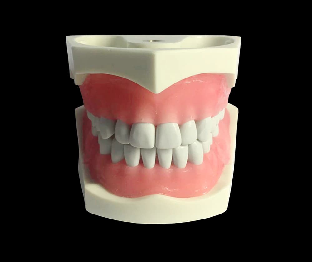32 dantų burnos modelis - oficiali GF Dental produkto nuotrauka