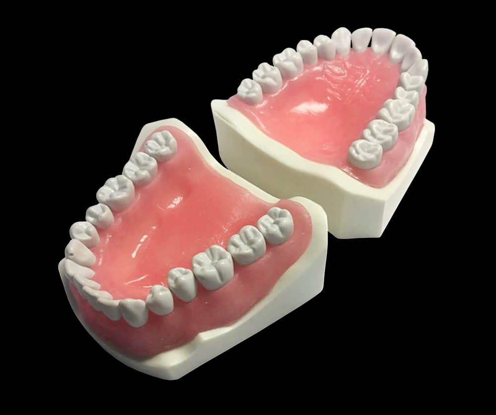 32 dantų burnos modelis - oficiali GF Dental produkto nuotrauka