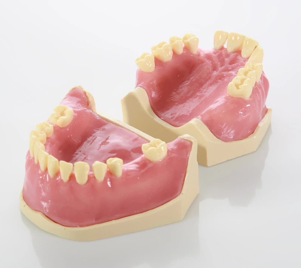 Chirurginės praktikos modelis - oficiali GF Dental produkto nuotrauka