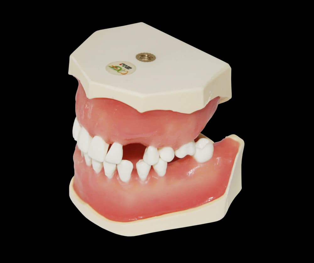 Chirurginės praktikos modelis - oficiali GF Dental produkto nuotrauka