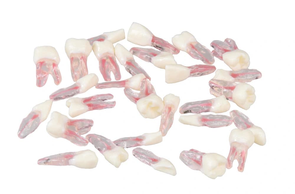 Pakaitinių dantų rinkinys modeliui E08 - oficiali GF Dental produkto nuotrauka