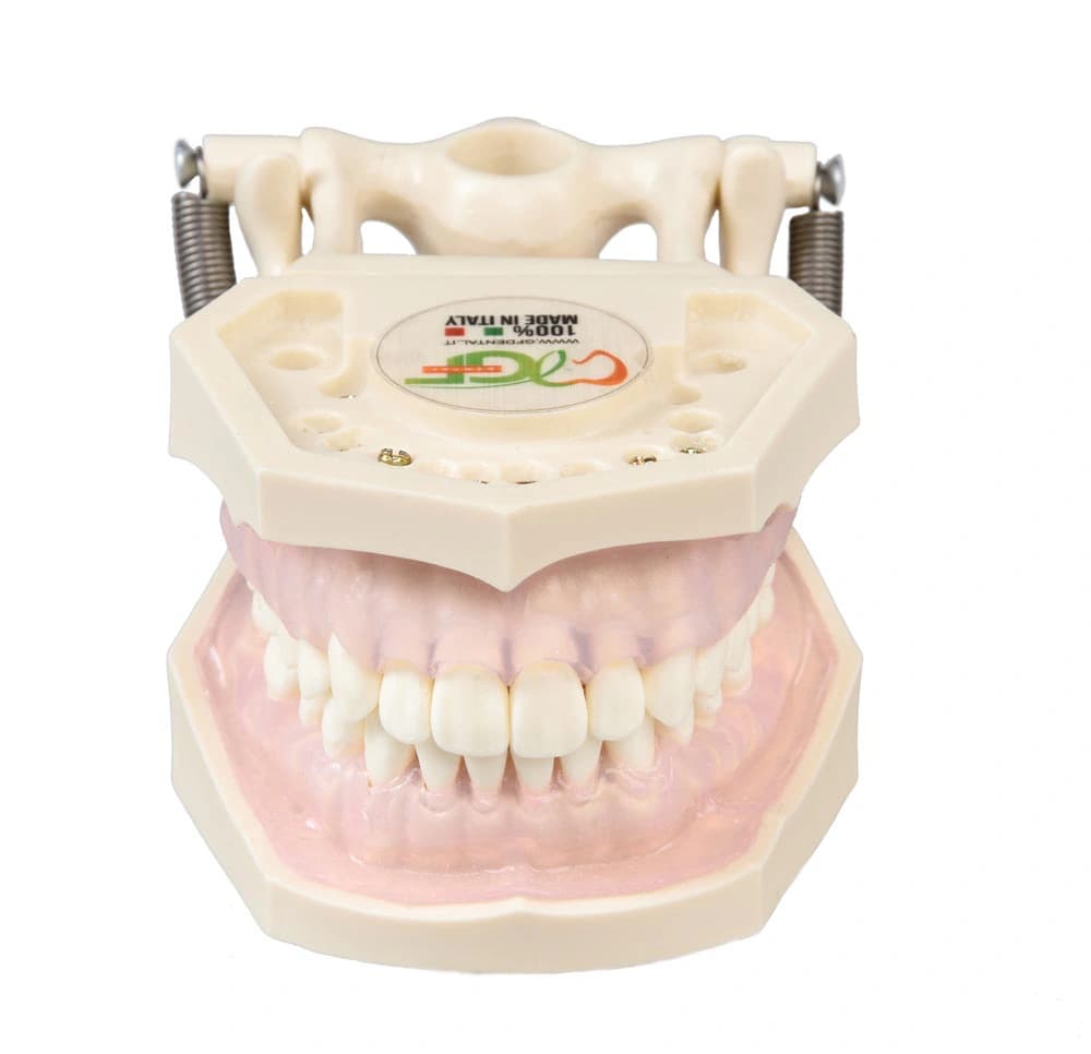 Burnos higienisto mokomasis modelis - oficiali GF Dental produkto nuotrauka