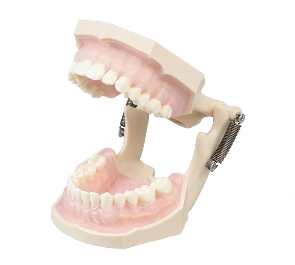 Burnos higienisto mokomasis modelis - oficiali GF Dental produkto nuotrauka