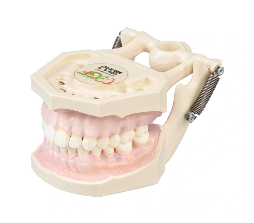 Burnos higienisto mokomasis modelis - oficiali GF Dental produkto nuotrauka