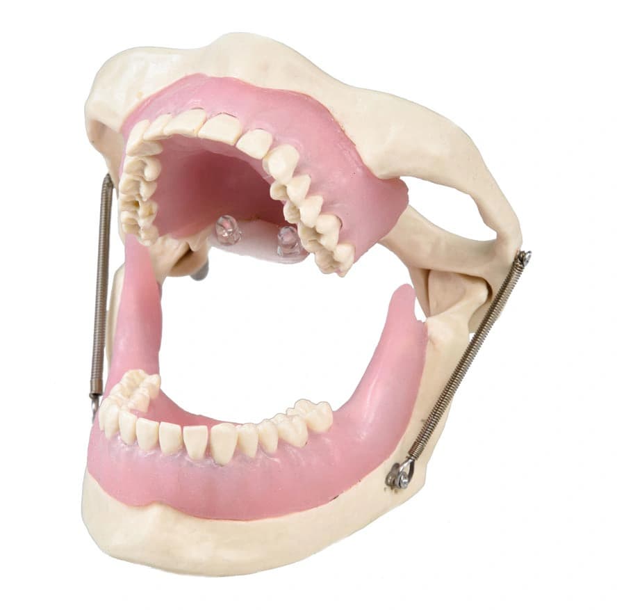 Vietinės nejautros mokomasis modelis - oficiali GF Dental produkto nuotrauka