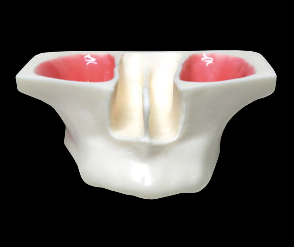 Bedantis modelis sinuso dugno pakėlimo praktikai - oficiali GF Dental produkto nuotrauka