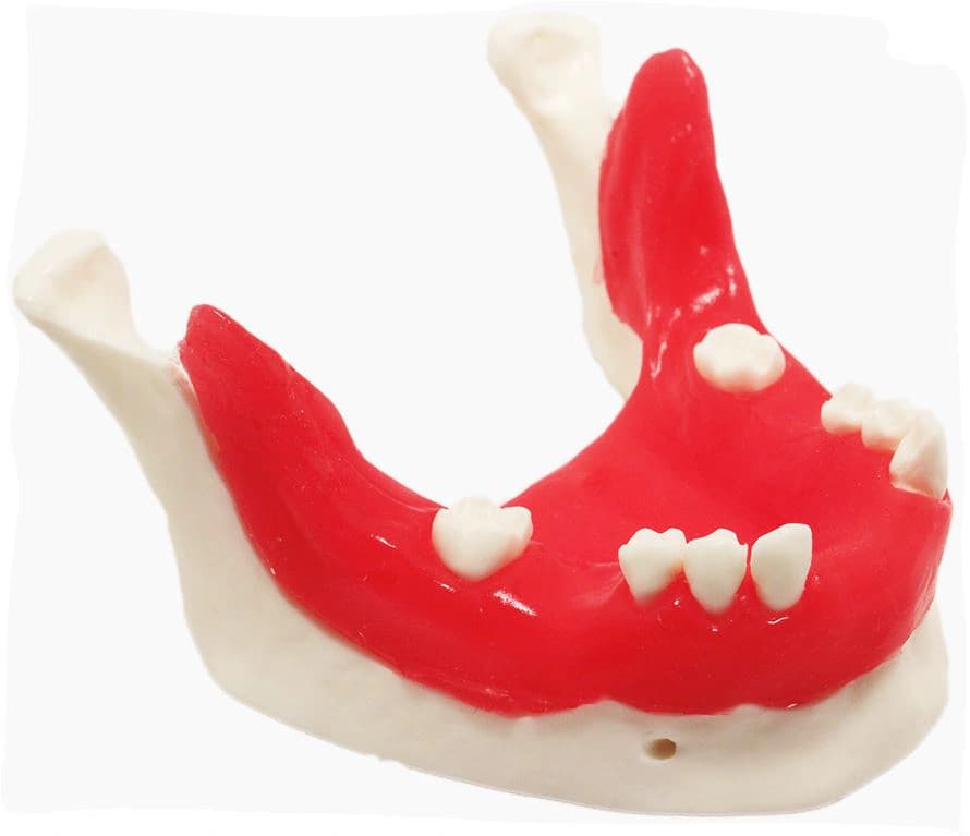 Apatinio žandikaulio modelis implantologijos pratimams E21/T - oficiali GF Dental produkto nuotrauka