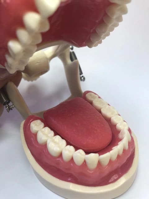 32 dantų burnos higienos modelis su okliudatoriumi - oficiali GF Dental produkto nuotrauka