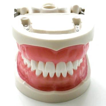32 dantų burnos higienos modelis su okliudatoriumi - oficiali GF Dental produkto nuotrauka