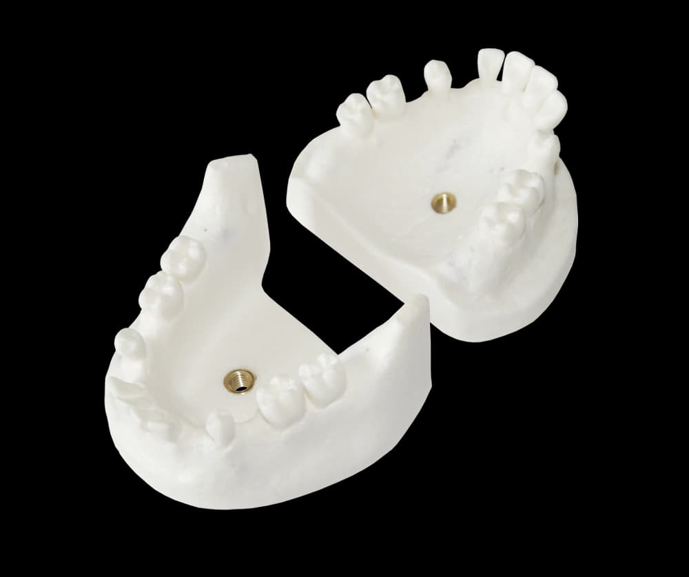 Chirurginės praktikos modelis su rovimui tinkamais dantimis - oficiali GF Dental produkto nuotrauka