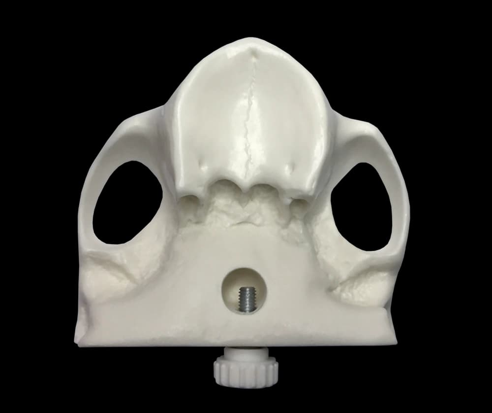Sintetinis žandikaulio modelis skruostikauliniams implantams - oficiali GF Dental produkto nuotrauka
