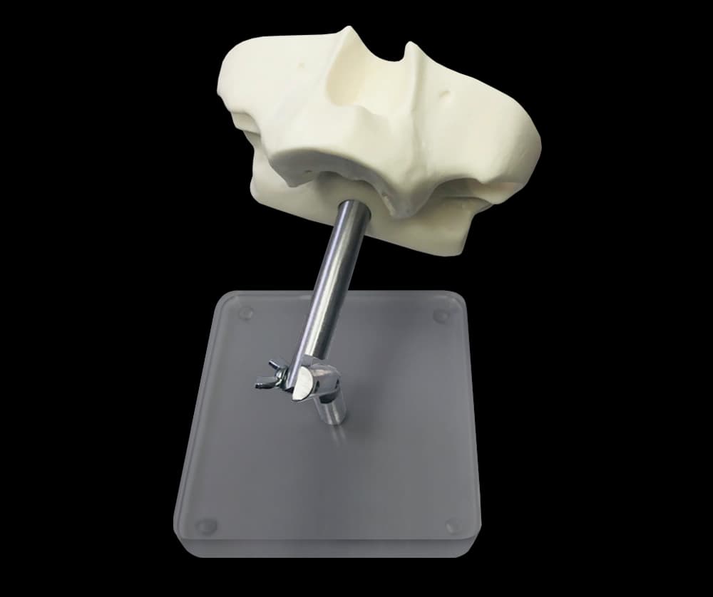 Sintetinis žandikaulio modelis skruostikauliniams implantams - oficiali GF Dental produkto nuotrauka