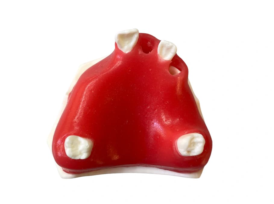 Sintetinis viršutinio žandikaulio modelis E37/G - oficiali GF Dental produkto nuotrauka