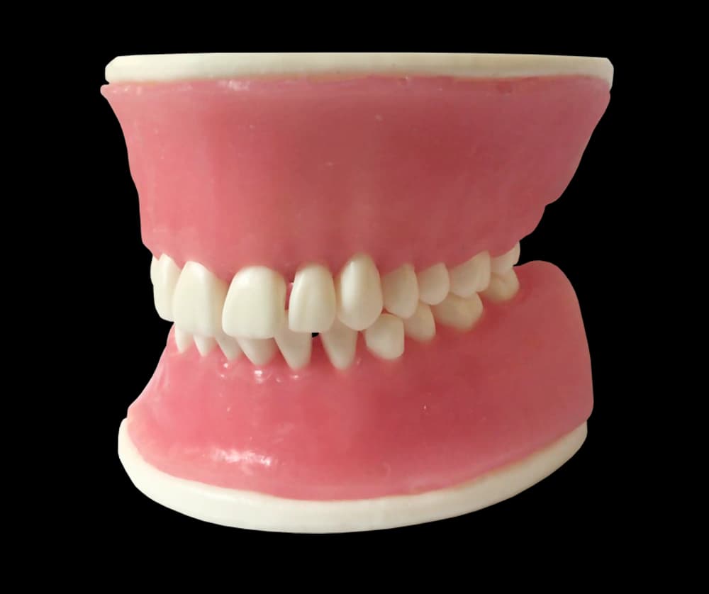 Periodontologinis modelis su fiksuotais dantimis ir siuvamomis dantenomis - oficiali GF Dental produkto nuotrauka