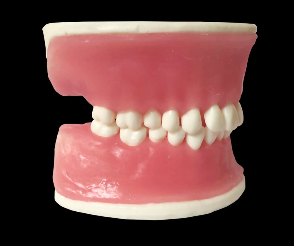 Periodontologinis modelis su fiksuotais dantimis ir siuvamomis dantenomis - oficiali GF Dental produkto nuotrauka