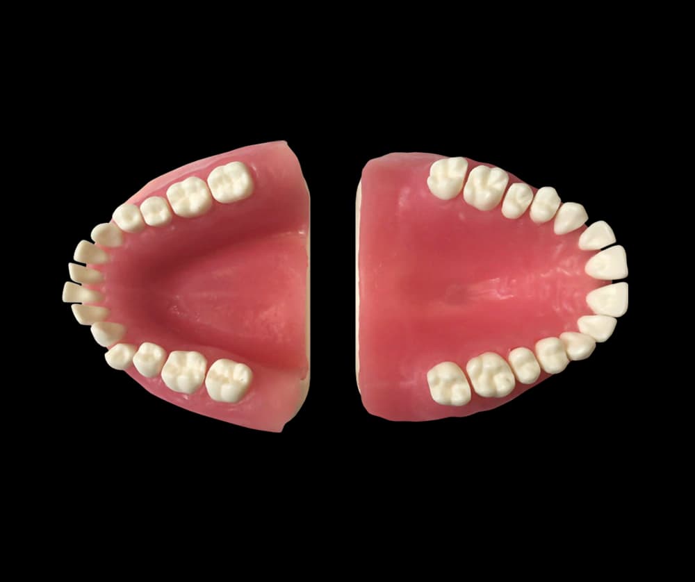 Periodontologinis modelis su fiksuotais dantimis ir siuvamomis dantenomis - oficiali GF Dental produkto nuotrauka