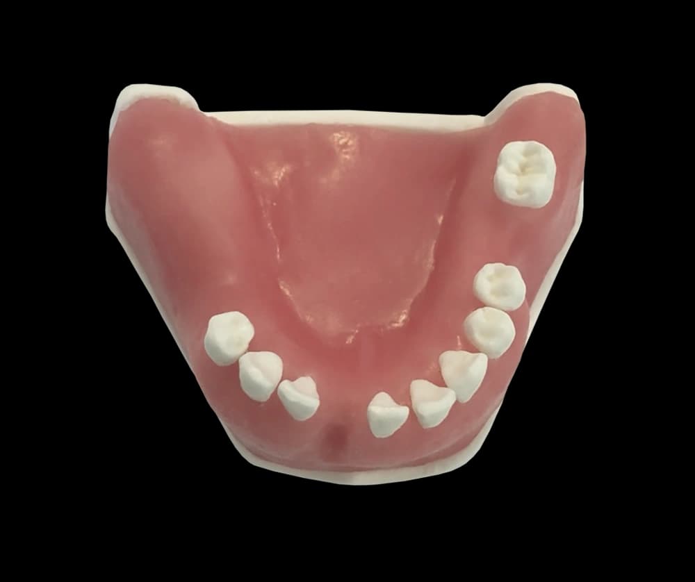 Apatinio žandikaulio modelis kaulo augmentacijos praktikai - oficiali GF Dental produkto nuotrauka