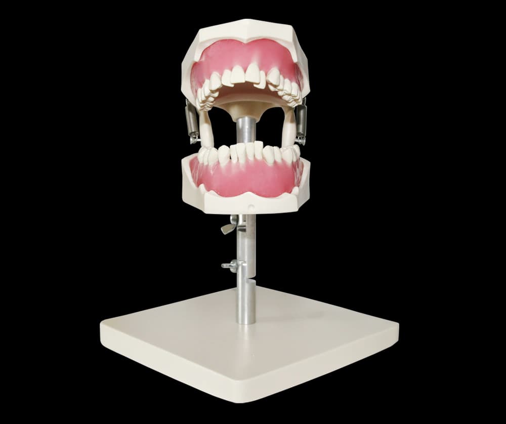 Ortodontinis simuliatorius - oficiali GF Dental produkto nuotrauka