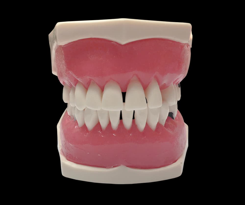 Periodontologinis modelis su prisukamais dantimis ir siuvamomis dantenomis - oficiali GF Dental produkto nuotrauka
