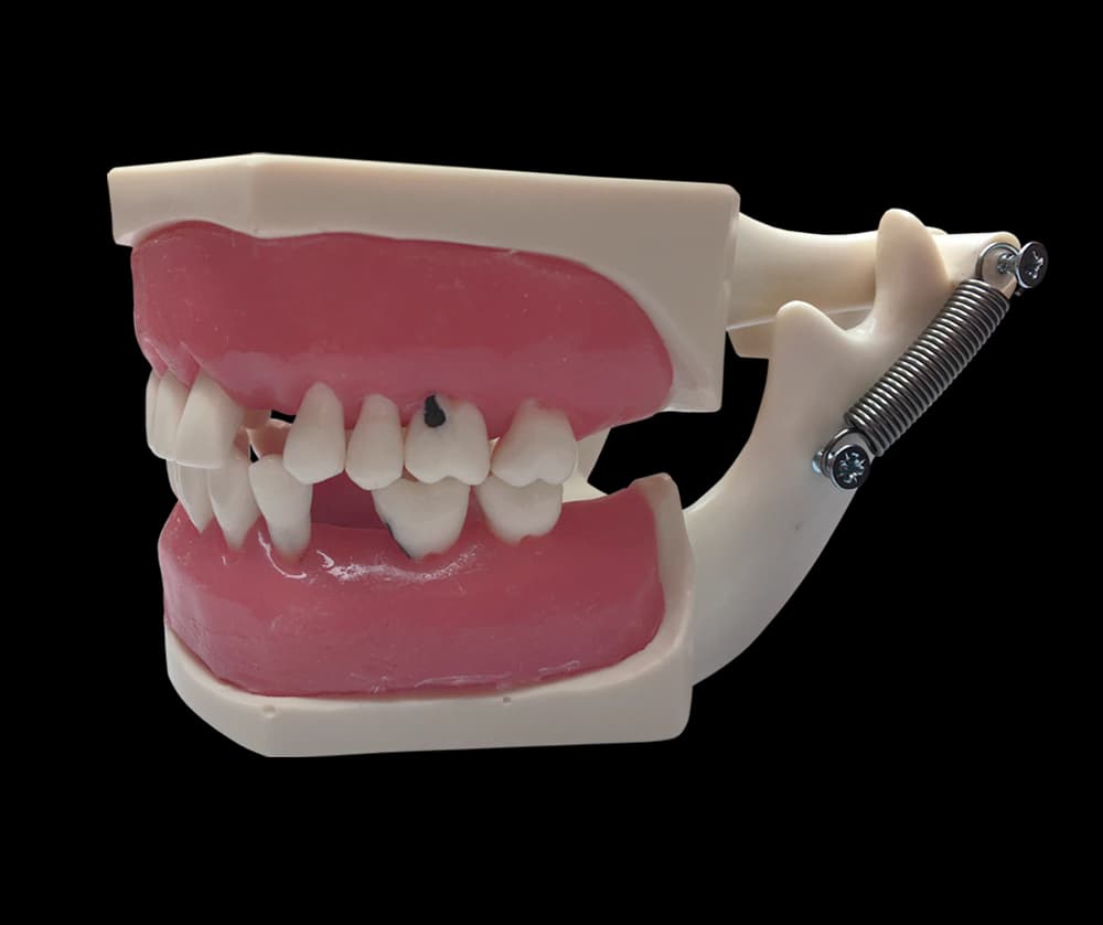 Periodontologinis modelis su prisukamais dantimis ir siuvamomis dantenomis - oficiali GF Dental produkto nuotrauka