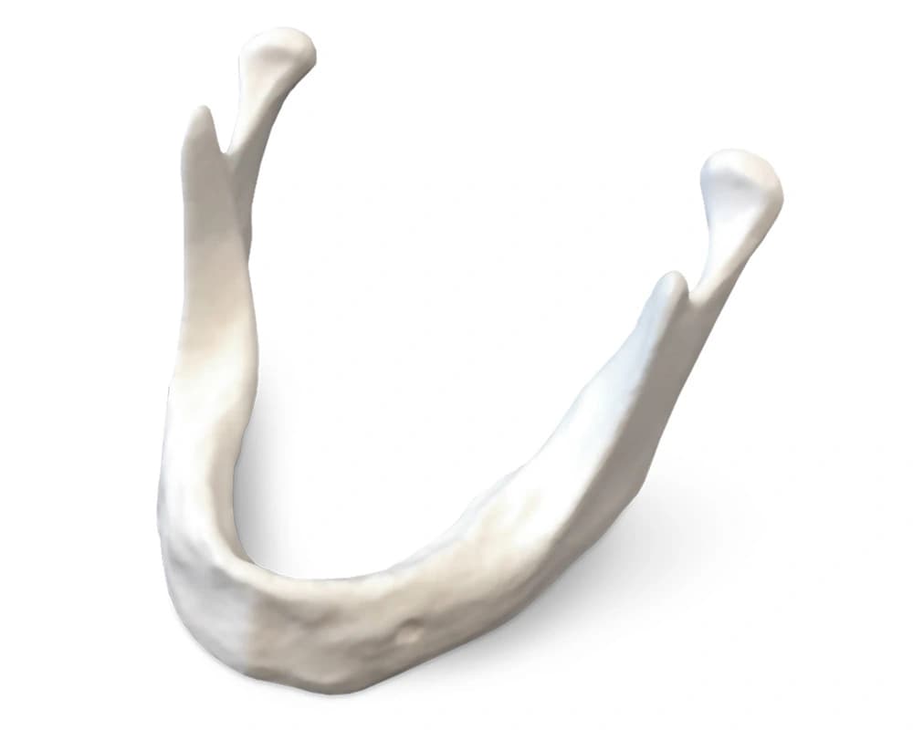 Apatinio žandikaulio modelis su plona alveoline ketera - oficiali GF Dental produkto nuotrauka