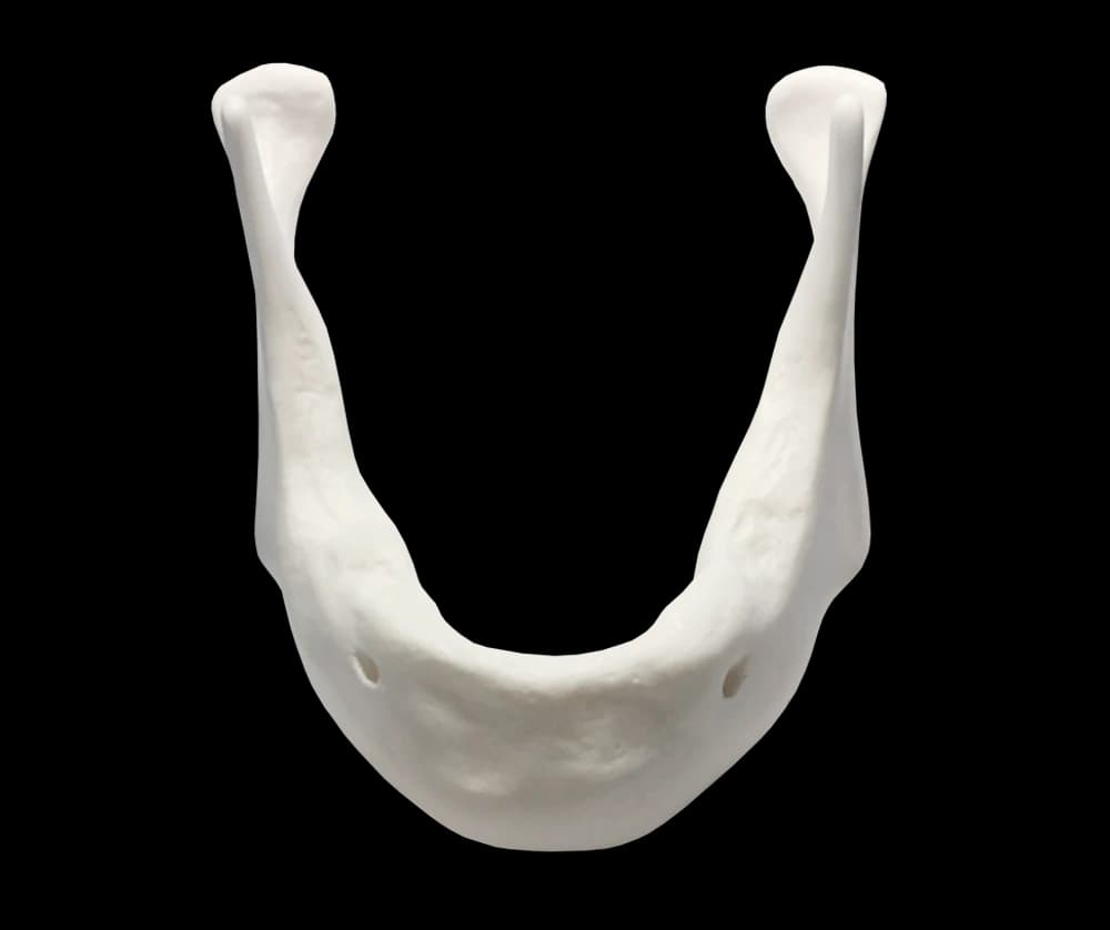 D2 tankio sintetinio kaulo apatinio žandikaulio modelis - oficiali GF Dental produkto nuotrauka