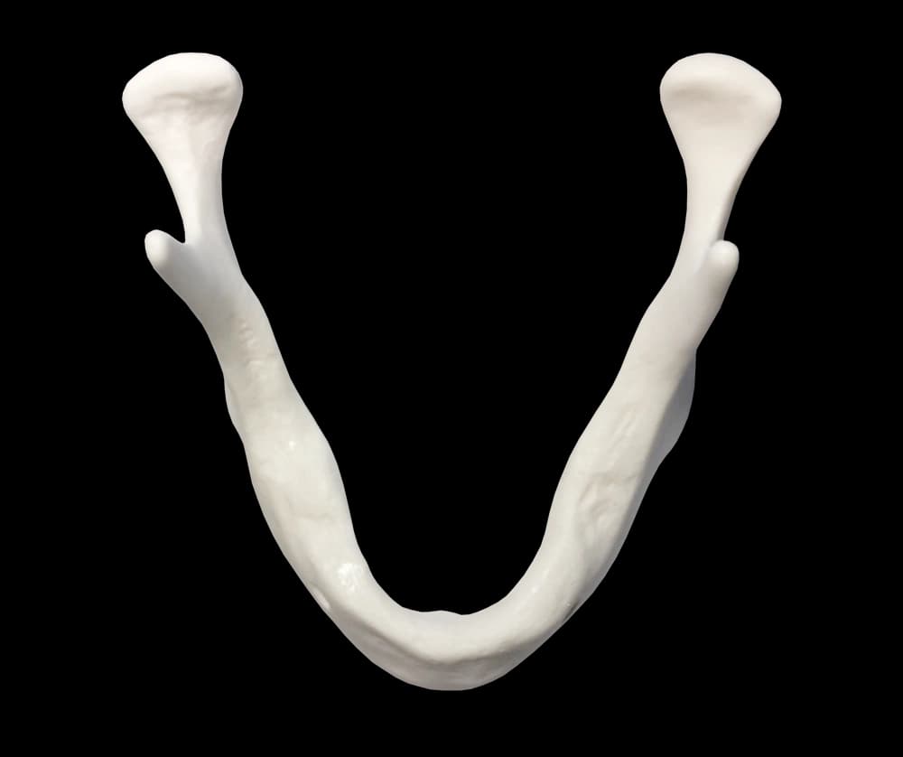 D2 tankio sintetinio kaulo apatinio žandikaulio modelis - oficiali GF Dental produkto nuotrauka