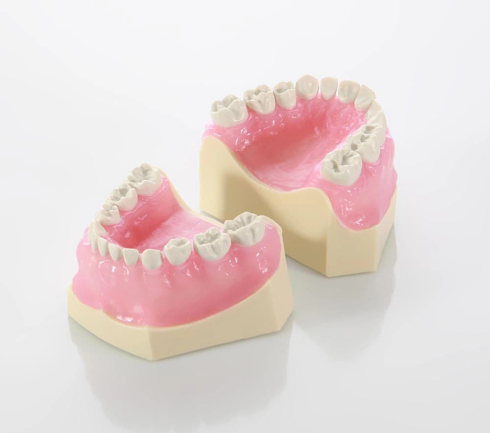 Vaikų odontologijos modelis su kietos dervos dantimis - oficiali GF Dental produkto nuotrauka
