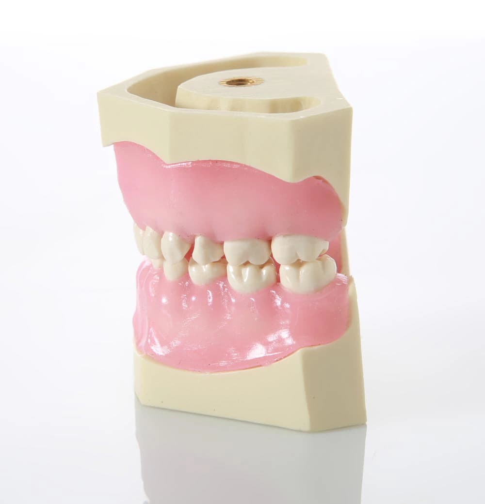 Vaikų odontologijos modelis su kietos dervos dantimis - oficiali GF Dental produkto nuotrauka