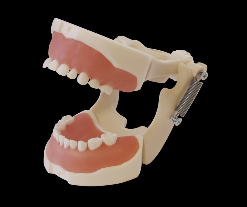 Vaikų odontologijos modelis dantų rovimo praktikai - oficiali GF Dental produkto nuotrauka