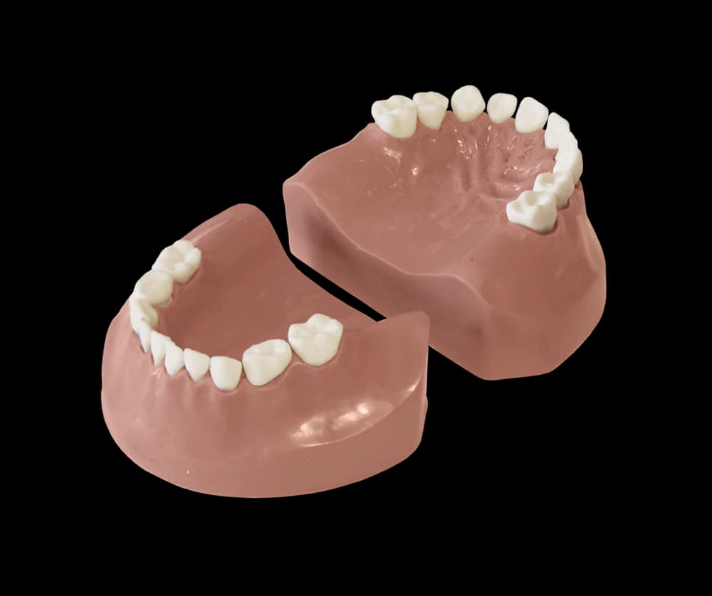 Vaiko modelis su pieniniu sąkandžiu EK3 - oficiali GF Dental produkto nuotrauka