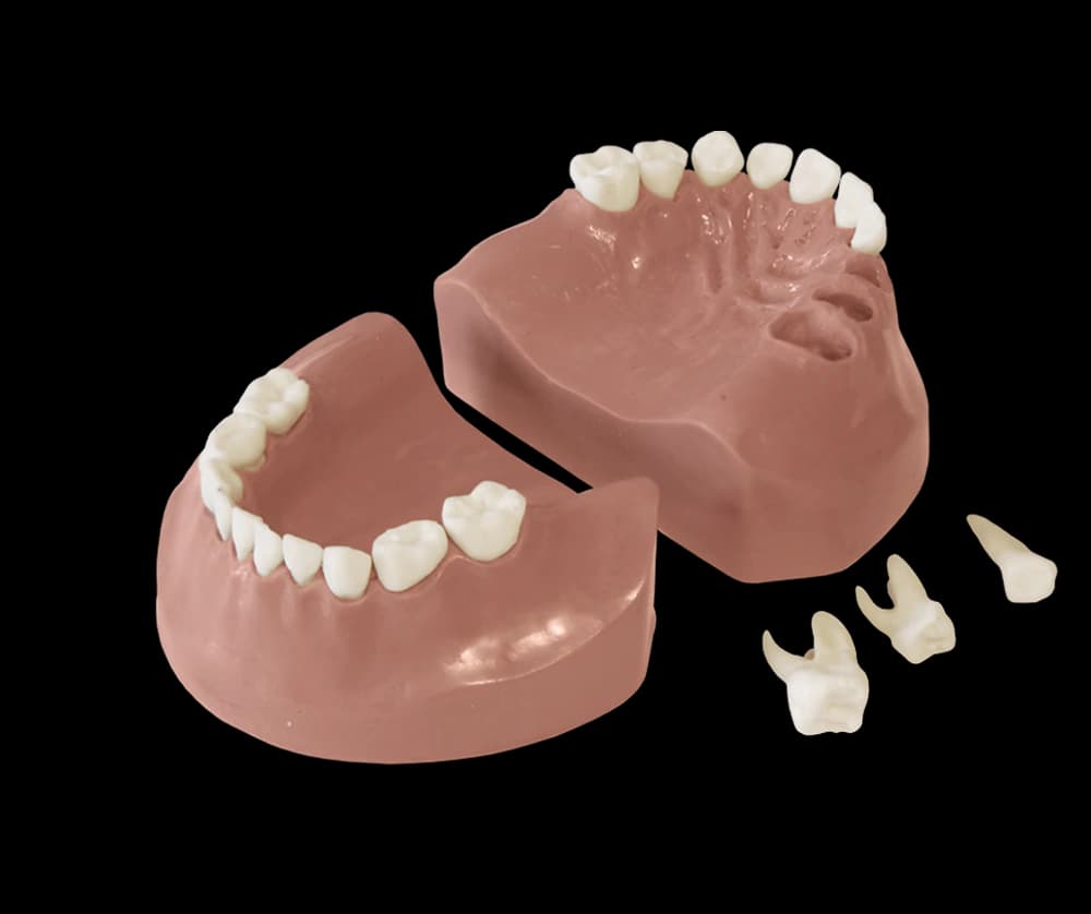 Vaiko modelis su pieniniu sąkandžiu EK3 - oficiali GF Dental produkto nuotrauka