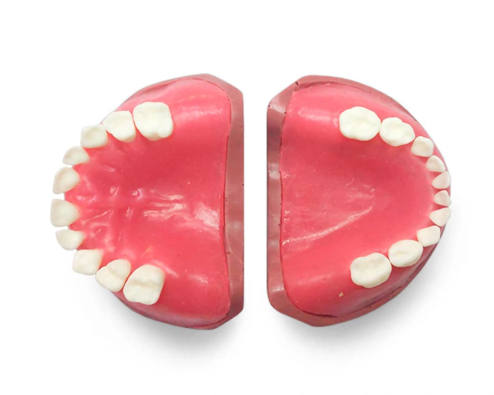 Vaiko modelis su pieniniu sąkandžiu ir minkštomis dantenomis EK4 - oficiali GF Dental produkto nuotrauka