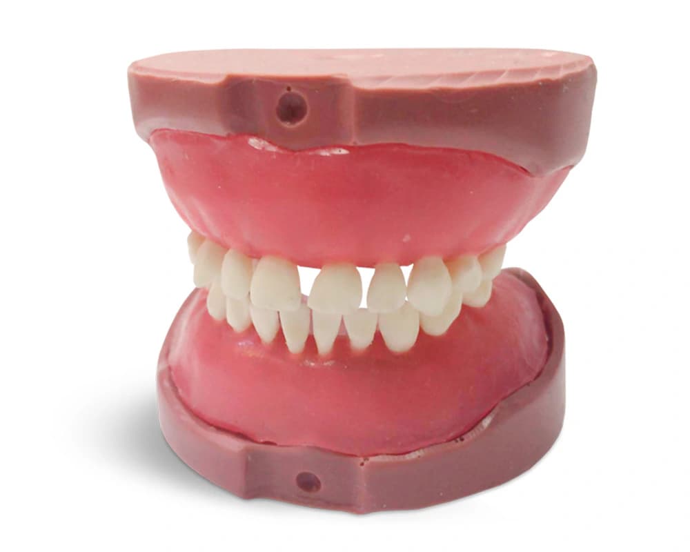 Vaiko modelis su pieniniu sąkandžiu ir minkštomis dantenomis EK4 - oficiali GF Dental produkto nuotrauka