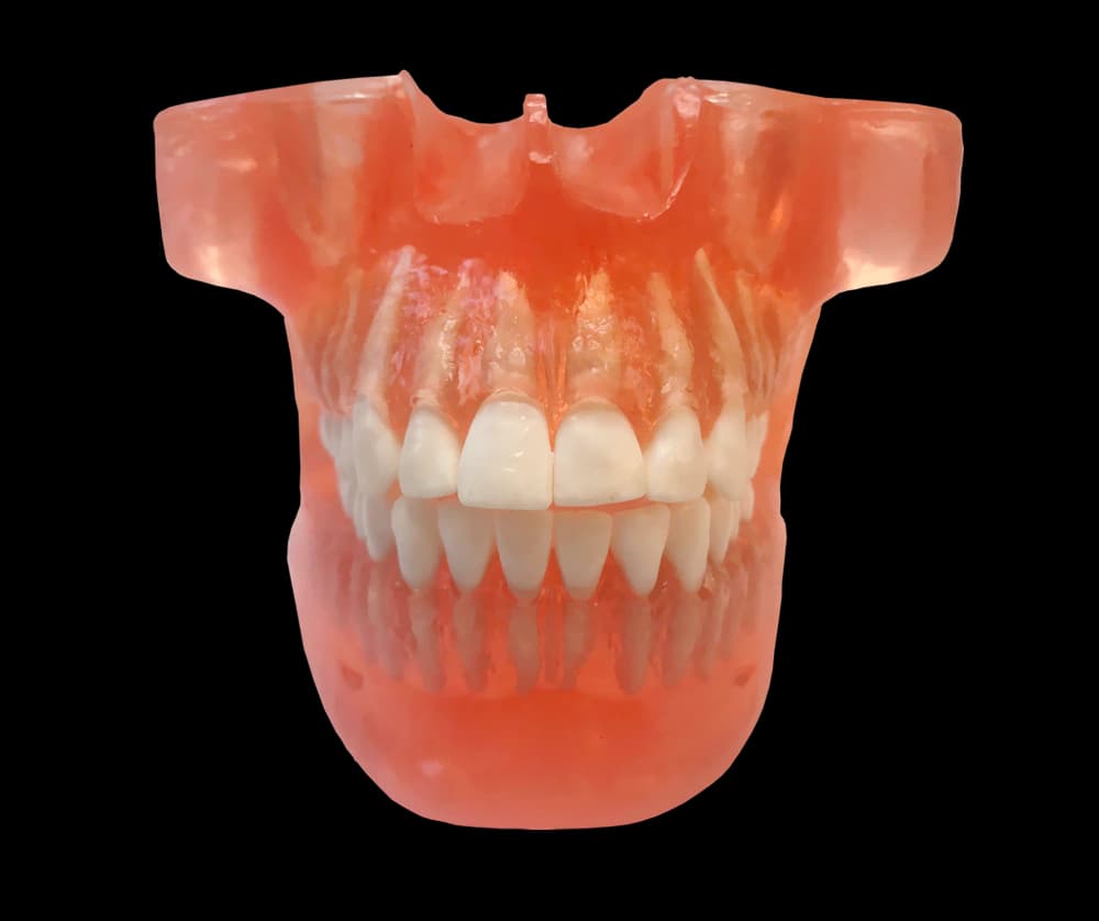 Žandikaulių modelis ortodontinių miniimplantų praktikai - oficiali GF Dental produkto nuotrauka