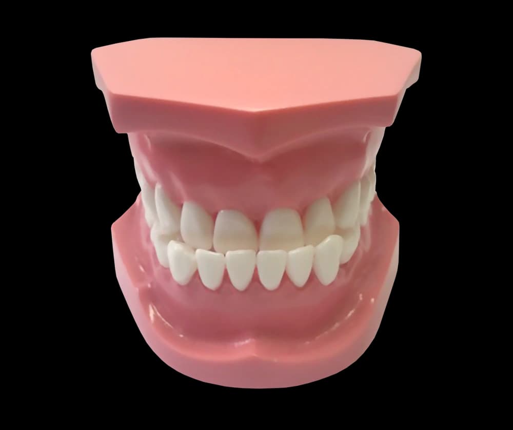 III klasės ortodontinis modelis - oficiali GF Dental produkto nuotrauka