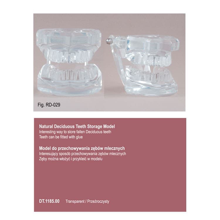 Natural deciduous teeth storage model – oficiali Falcon Medical produkto nuotrauka